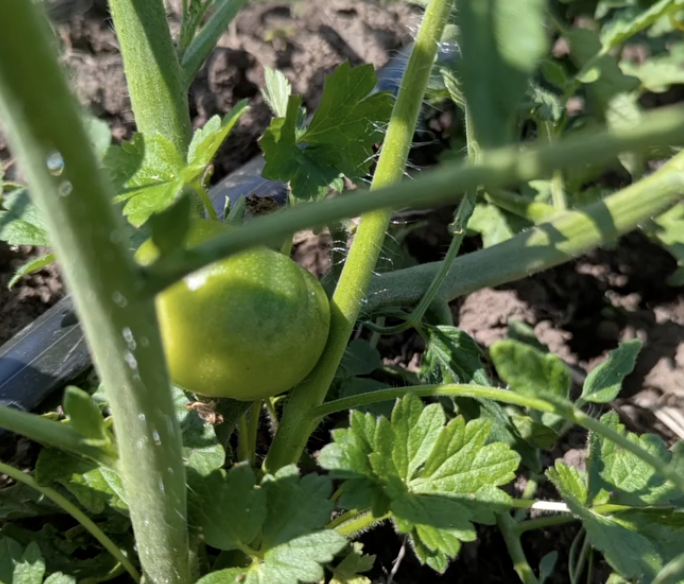 firsttomato