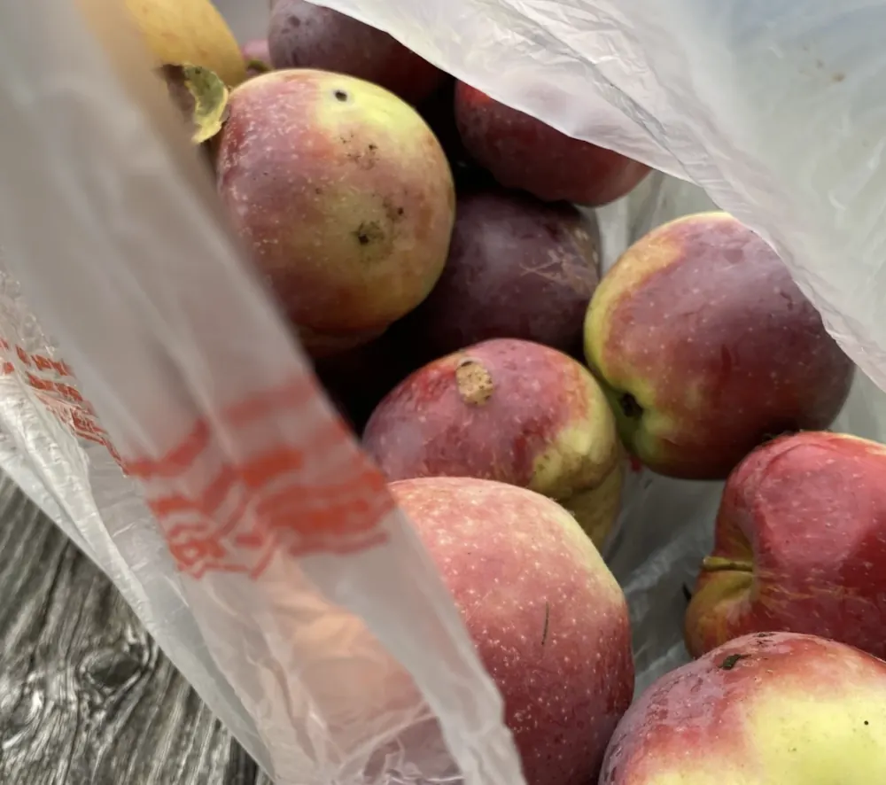 apples