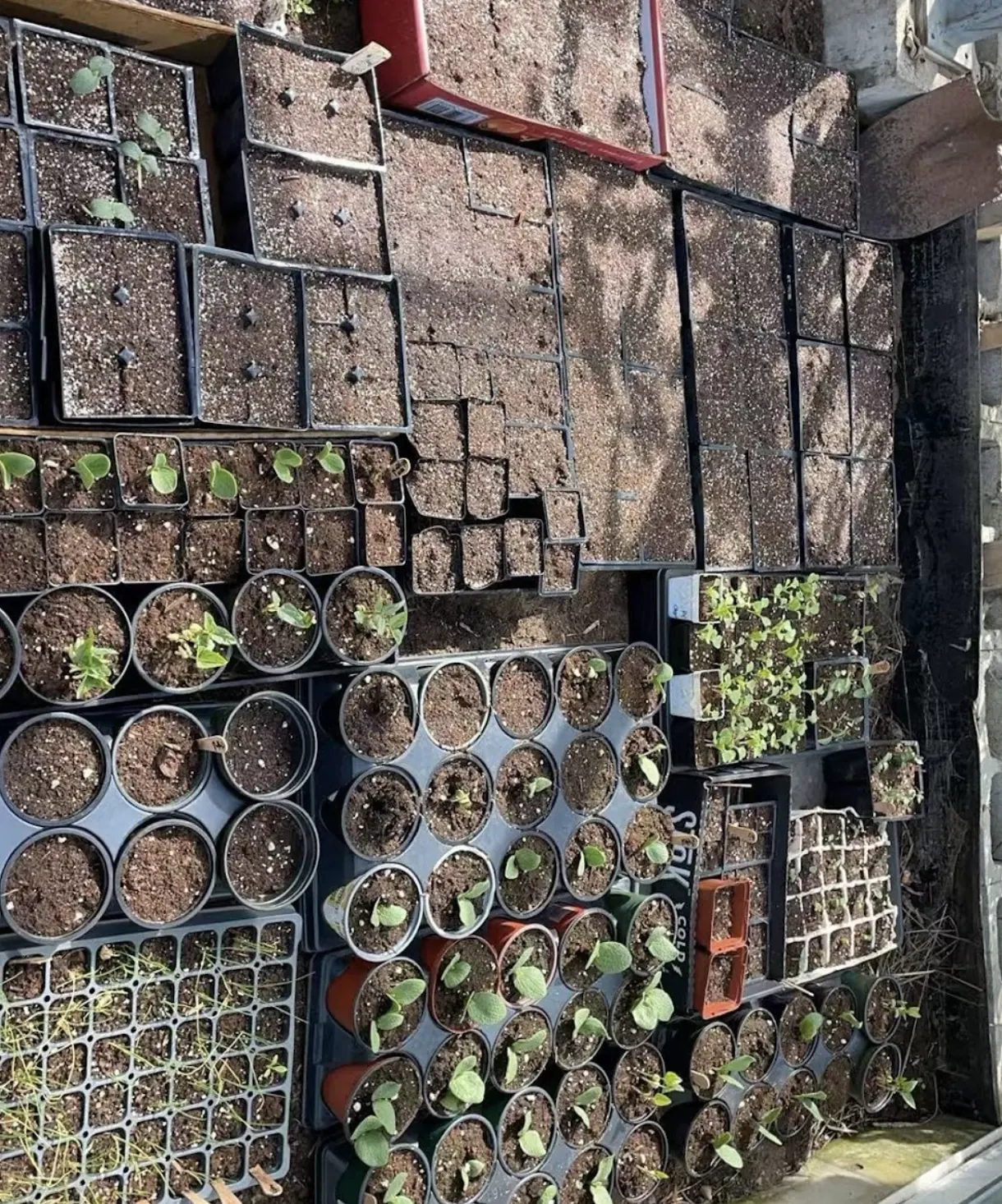 Community Garden