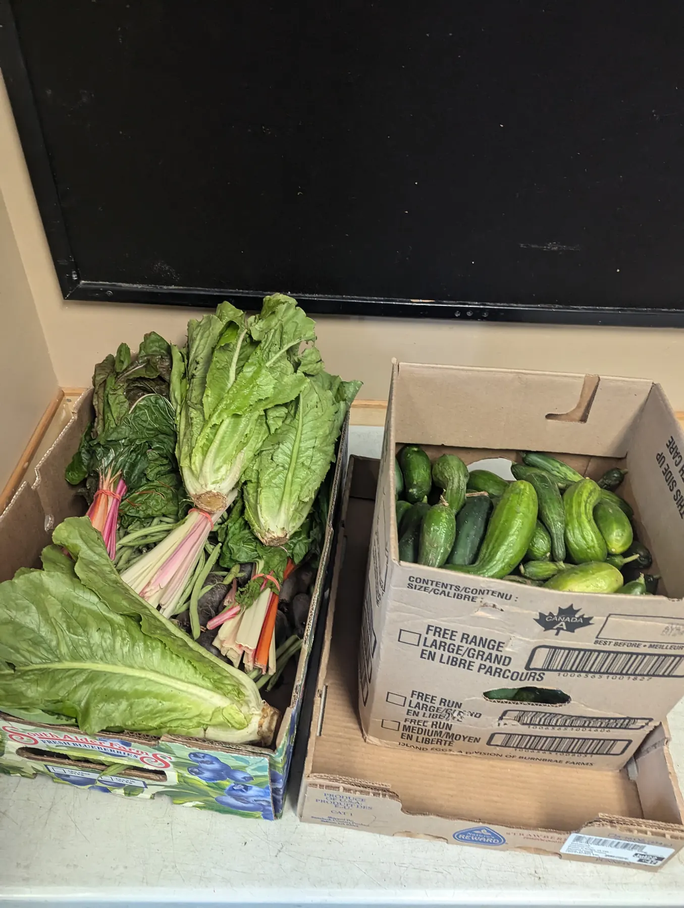 lettuce